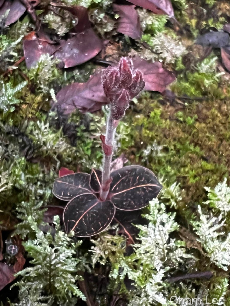 Anoectochilus regalis Blume